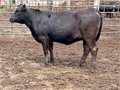 1) 75% Wagyu Yearling Heifer (Open) 