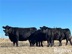 2) Reg. Angus Comin' 5 & 6YO Bred Cows (BID PER HEAD) 