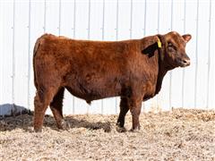Merlin 327L (Red Angus) 
