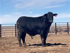 2 YO Registered Beefmaster Bull 