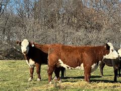 7) 3 YO PB Hereford Bred Cows (Bred Wagyu) 