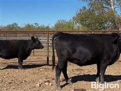 Group2Heifers6.JPG