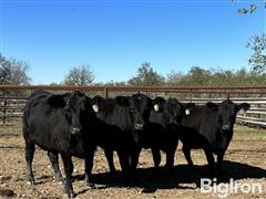 4) Reg. Angus Open Heifers (BID PER HEAD) 