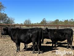 Group2Heifers4.jpg