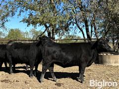 Group2Heifers3.jpg