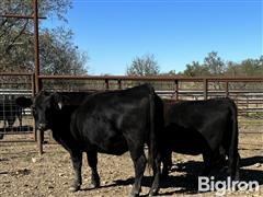 Group2Heifers1.jpg