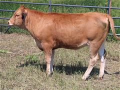 Reg. Full-Blood Akaushi Open Replacement Heifer (BROWN KH3235) 