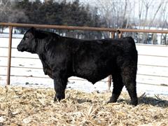 BC Bankroll 76 (Simmental) 