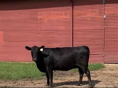 2) Reg. 3YO Blk Angus Fall Bred Cows (BID PER HEAD) 