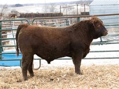 MR IKE WIDELOAD 2117 (Red Angus) 