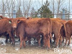 15) Red Angus Yearling Replacement Heifers (BID PER HEAD) 