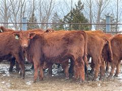 15) Red Angus Yearling Replacement Heifers (BID PER HEAD) 