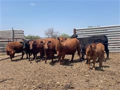 7) 4th-5th Calf Blk & Red Angus Pairs (potential 3 In 1) (BID PER PAIR) 