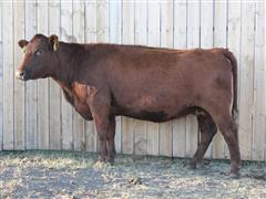 LTH Cora 5135 6088 Red Angus Bred Cow 