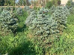 Blue Spruce Trees 