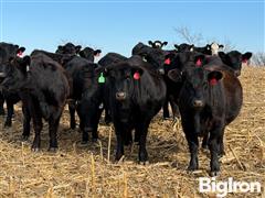 10) BLK/BWF Bred Heifers AI/Bull Bred (BID PER HEAD) 