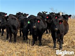 10) BLK/BWF Bred Heifers AI/Bull Bred (BID PER HEAD) 