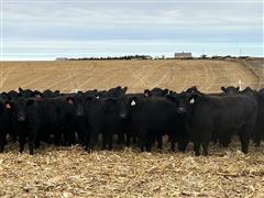 10) Blk Angus Bred Heifers (AI Bred For 1 Day) (BID PER HEAD) 