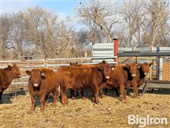 8) Red Angus Bred Heifers (BID PER HEAD) 