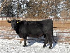 10) Angus Bred Heifers (BID PER HEAD) 