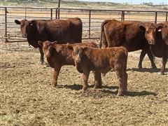 Red Angus Pairs (BID PER PAIR) 