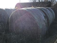 Mature Cereal Rye Bales 