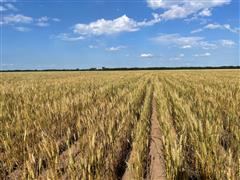 wheat north 80.jpg