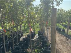 Bur Oak Trees 