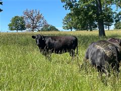 4) 6-7YO Sim/Angus & (1) 2 YO Fall Bred Cows (BID PER HEAD) 