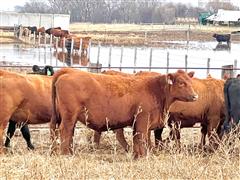 10) Red Angus Bred Heifers (BID PER HEAD) 