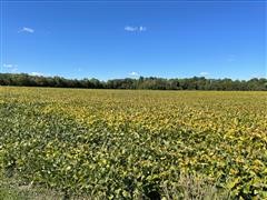Tract 2:  79.66+/- Acres Ripley County, IN
