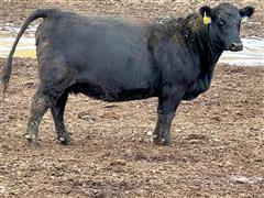 12) BLK/BWF 2nd And 3rd Calving Cows Dispersal (BID PER HEAD) 