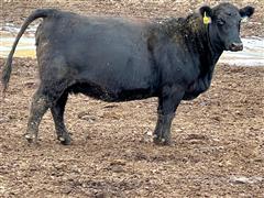 12) BLK/BWF 2nd And 3rd Calving Cows Dispersal (BID PER HEAD) 