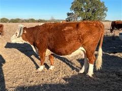 5) Registered Hereford 11 YO Bred Cows (BID PER HEAD) 