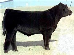 Club Calf Bulls (5 Sires) (BID PER UNIT) 