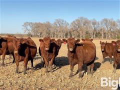 10) Red Angus Bred Heifers (BID PER HEAD) 