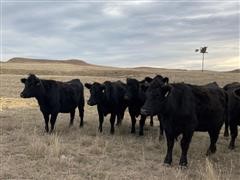 Blk Angus Coming 3 YO Bred Cows (BID PER HEAD) 