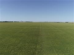 _Green wheat Navarre horizon.jpg