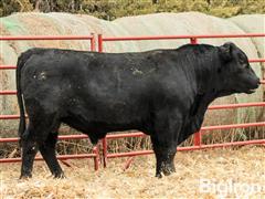 CF Juneau 643 17160 23095 2 YO Angus Bull 