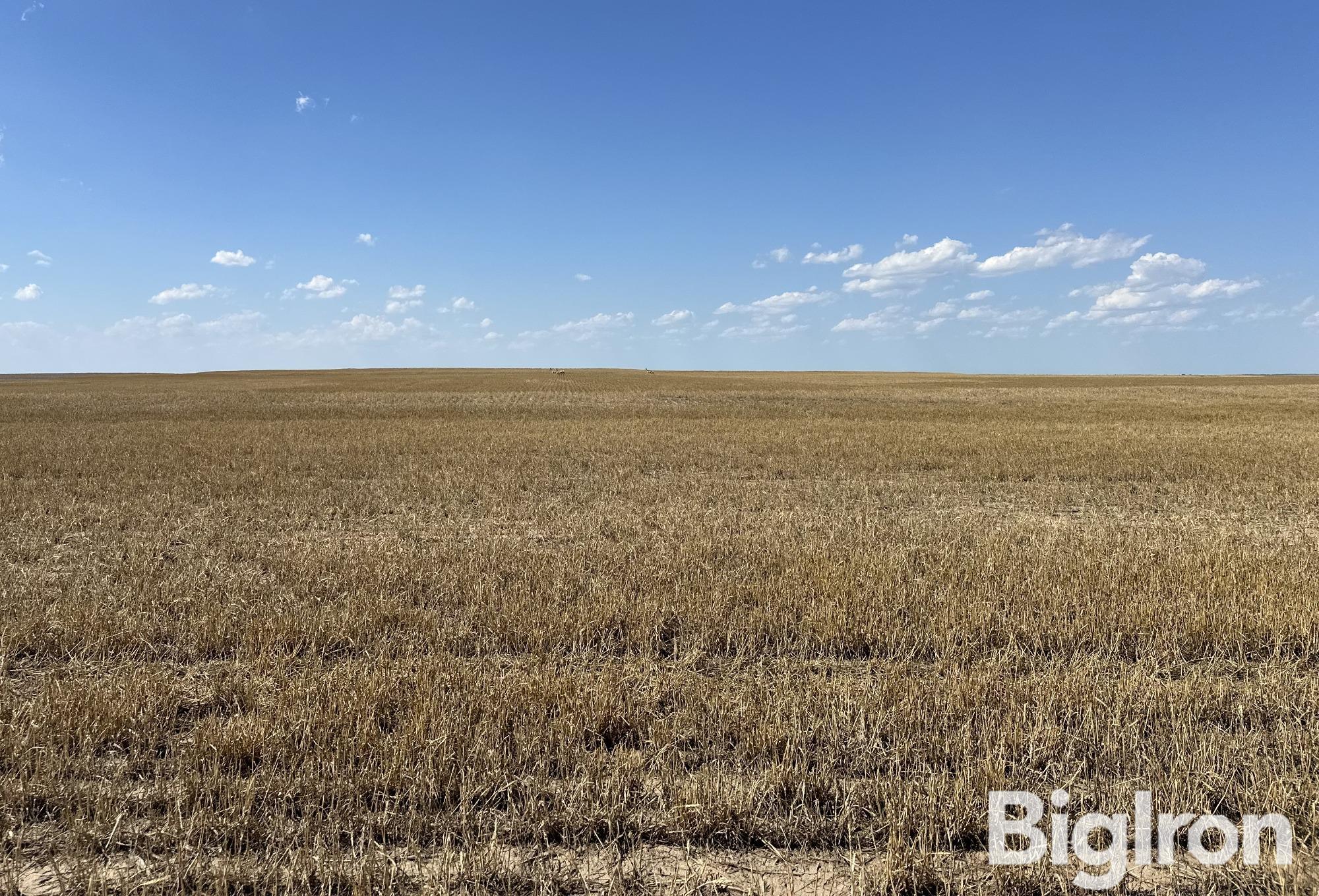 Wheat Stubble 2024.JPG