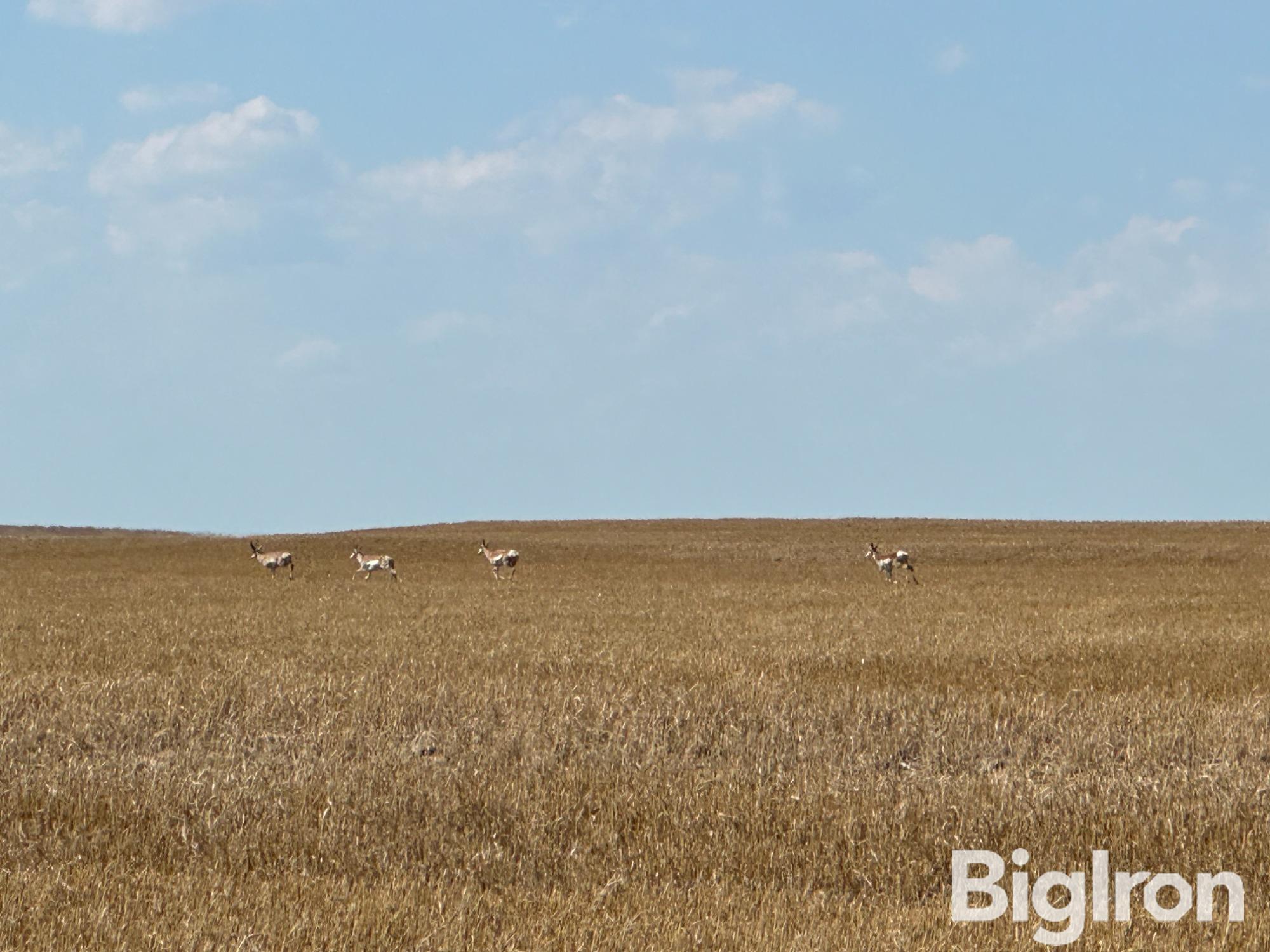 Antelope on Wheat Stubble.JPG