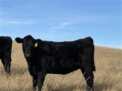 10) Black Angus Heifers Bred To Akaushi Bulls (BID PER HEAD) 