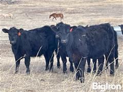 14) Blk Angus Open Heifers (Baldridge Sires) (BID PER HEAD) 