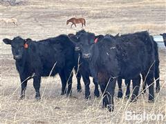 15) Blk Angus Open Heifers (Baldridge Sires) (BID PER HEAD) 