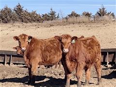 78) Red Angus Feeder Steers (720#) (BID PER LB) 