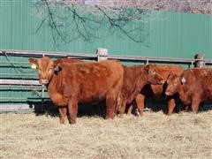 Comm. Red Angus Bred Heifers (BID PER HEAD) 