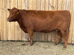 LTH Honey Suckle 1076 8034 Red Angus Bred Cow 