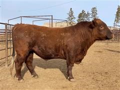 Red Angus Coming 3yr Old Bull 