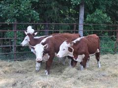 4) Open Hereford Hfrs (BID PER HEAD) 