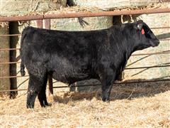 SRA RESILIENT 138K (Angus) 